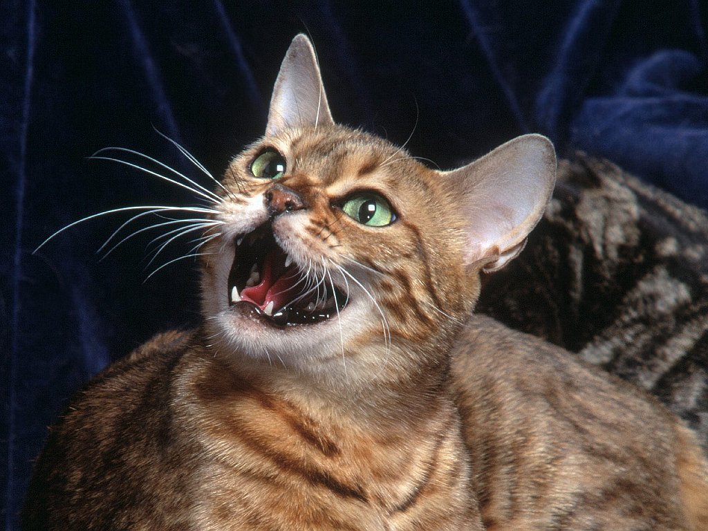 An Irritated Bengal